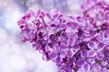 Blooming lilac flowers. Macro photo.