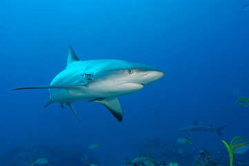 tiburones de arrecife en Bahamas