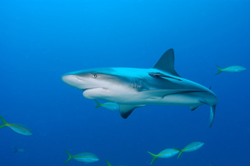 tiburones de arrecife en Bahamas