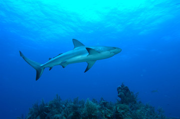 Naklejka premium tiburones de arrecife en Bahamas