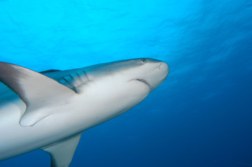 tiburones de arrecife en Bahamas