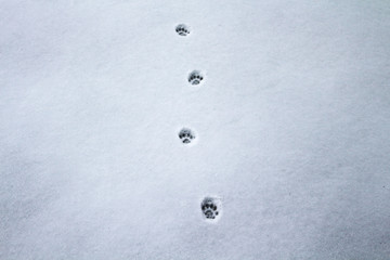 Cat's footprints in the snow