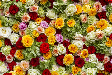 roses background