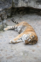 Naklejka premium Tiger