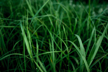 background of bright green grass