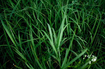 background of bright green grass