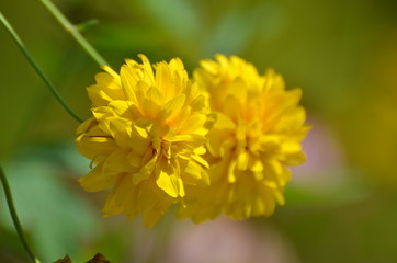 Coreopsis, all yellow