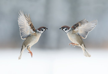 pair the funny birds sparrows are flying towards each other, wings spread