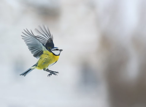 little bird blue tit flying up with its wings outstretched
