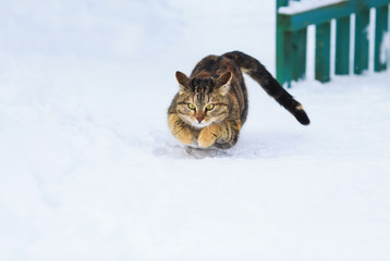 cute tabby kitten jumping on the white snow
