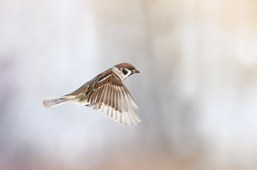 a bird a Sparrow flies forward with its wings outstretched