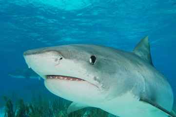 Naklejka premium Tiburón tigre en Bahamas
