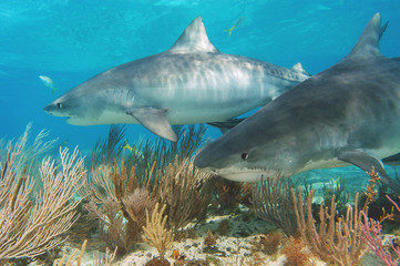 Fototapeta premium Tiburón tigre en Bahamas