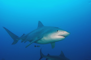 Tiburón tigre en Bahamas