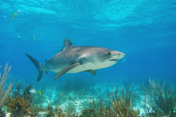 Obraz na płótnie Canvas Tiburón tigre en Bahamas