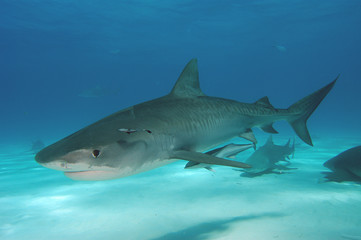 Tiburón tigre en Bahamas