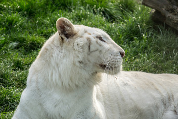 Naklejka premium White Tiger