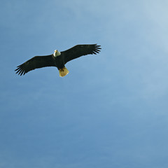 Weisskopfseeadler