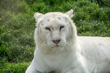 Naklejka premium White Tiger
