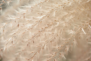 Warm toning image with soft focus of ornamental plants grass similar to Stipa  seeds,   in rock...