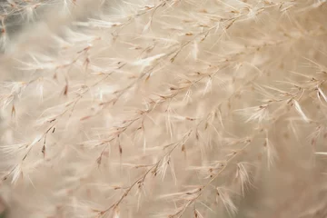 Warmes Tonbild mit weichem Fokus von Zierpflanzengras ähnlich wie Stipa-Samen, im Steingarten, im Park. © svetlanais