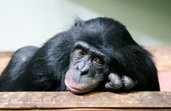 chimpanzee chimp sad monkey ape (Pan troglodytes or common chimpanzee) chimp looking sad and thoughtful stock photo photograph image picture 