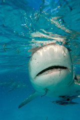 Tibur&oacute;n lim&oacute;n en Bahamas