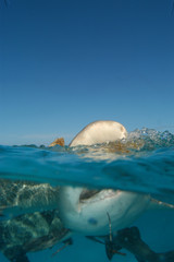 Tibur&oacute;n lim&oacute;n en Bahamas