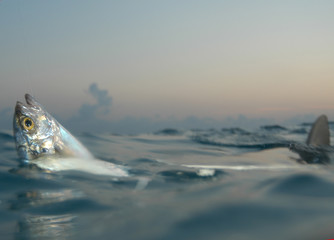 Tibur&oacute;n lim&oacute;n en Bahamas