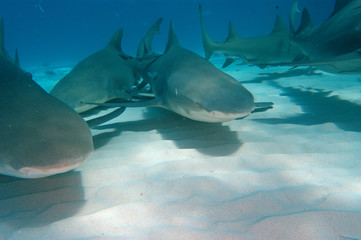 Tibur&oacute;n lim&oacute;n en Bahamas