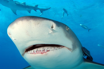 Tibur&oacute;n lim&oacute;n en Bahamas