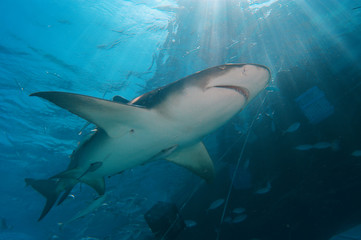 Tibur&oacute;n lim&oacute;n en Bahamas