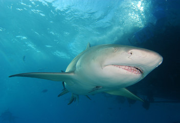 Tibur&oacute;n lim&oacute;n en Bahamas