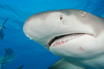 Tibur&oacute;n lim&oacute;n en Bahamas