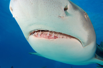 Tibur&oacute;n lim&oacute;n en Bahamas