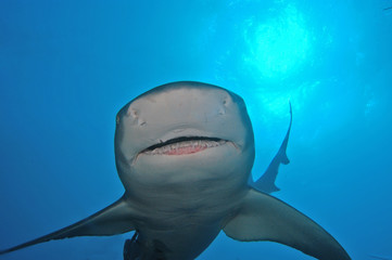 Tiburón limón en Bahamas