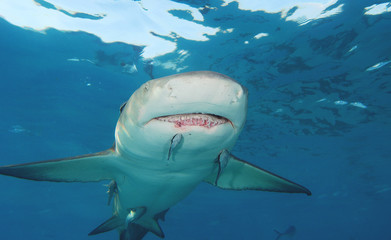 Tibur&oacute;n lim&oacute;n en Bahamas
