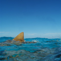 Fototapeta premium Tiburón limón en Bahamas