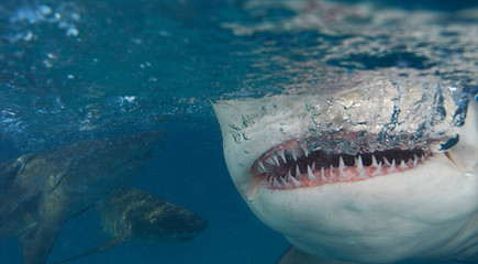 Tiburón limón en Bahamas