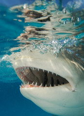 Tibur&oacute;n lim&oacute;n en Bahamas