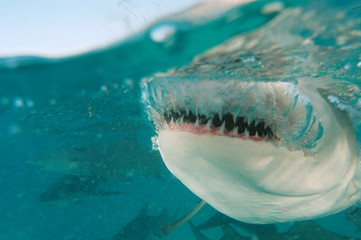 Tibur&oacute;n lim&oacute;n en Bahamas
