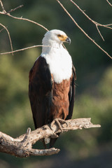 Fish eagle