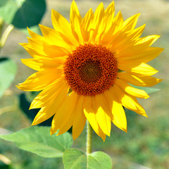 Beautiful sunflowers outdoors. Seeds and oil. Flat lay, top view