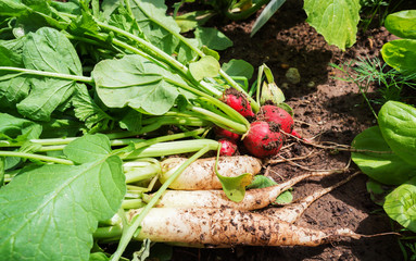 Rettiche und Radieschen im Garten