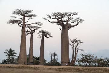 Fototapeta na wymiar At The Avenue of the Baobab trees, Madagascar. 