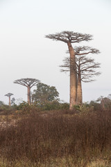 Fototapeta na wymiar At The Avenue of the Baobab trees, Madagascar. 