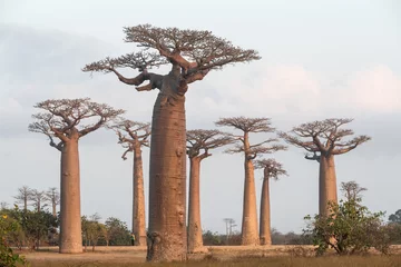 Gordijnen Bij The Avenue of the Baobab bomen, Madagascar. © Johannes Jensås