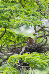 Young tiger heron in treetop nest