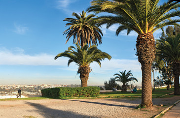 Palm trees in the park and having a rest people of Morocco
