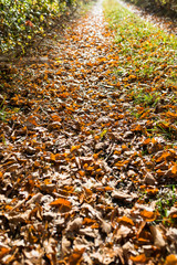 Herbstweg